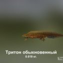 Фотография "https://ok.ru/game/trophyfishing2?174540 Тритон обыкновенный, Хвостатые земноводные, 0.019kg, Волга, База Волга, TF-1z, Мотыль.  #Тритон обыкновенный #Хвостатые земноводные #Волга #База Волга #Мотыль #trophy #fishing #fish #трофейная #рыбалка #рыба"