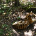 Фотография "Амурский тигр"