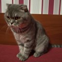 Фотография "https://www.instagram.com/p/Bp7UggQAAqg/?igref=okru
Феликс-кс-кс
#cat #scottishfold"