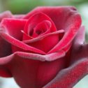 Фотография "ГРАНД ГАЛА
Чайно-гибридная роза темно-красного цвета с крупными бутонами до 13 см в диаметре чашеобразной формы. Прекрасный срезочный сорт. Высота может достигать более 1 м. Стебли, относительно не колючие, отличаются маленьким количеством шипов. Отличается обильноым, продолжительным цветением."