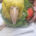 Фотография от Госпиталь птиц Зеленый попугай