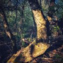 Фотография "В чаще лесной"