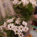 Фотография "8  марта, цветы от моих любимок! 🤗❤️"