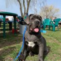 Фотография от 🐶🐕Ольга Italian cane Corso