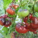 Фотография "ЛАЗУРНЫЙ ГИГАНТ - наикрасивейший томат, пока зрел все любовалась сменой окраски,  плоды крупные, мясистые до 400 гр, очень вкусные, в салате супер,куст 1м 80 ( 10 шт-35 р )"