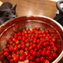 Фотография "Как всегда помощники у моей дочери рядом вкусненькие помидорки собраны 1 10 2023 Хабаровск "