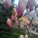 Фотография "Весна!.. Бутоны розовой магнолии готовятся к раскрытию! (27.03.24г.) Анапа. "