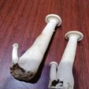 Фотография "Те же грибы в срезанном виде"