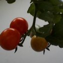 Фотография "комнатные помидорки"