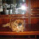 Фотография "Моя любимая доця-собачка пекинес Ася. Умерла 13.06.2013г. в возрасте 10 лет."