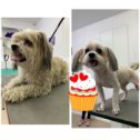 Фотография "Летняя стрижечка для Долика 🐶🥰🚿🚿🚿✂️
.
Предварительная запись на стрижку по телефонам📱☎️📞:
.
. .0990770500,
. .0932262096 🌟
.
#грумингхарьков #стрижкасобакхарьков #стрижкасобаксоскидкой 
#стрижкайорка #стрижкашпица #стрижкакота #стрижкамальтезе #стрижкашитцу #стрижкайоркахарьков #йоркимоялюбовь #йоркихарьков #биверйорк #стрижкабивера #grooming #yorkshireterrier #groomingkharkov #groomingsalonkharkov #pomeranianpuppy"