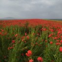 Фотография от ОДИЛ ШАЙМАРДОН