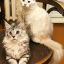 Фотография "Неразлучная парочка Цири и Цериос подарила мне минутку спокойно сделать фото 😂 #мейнкун #мейнкунорёл #мейнкунпитомник #мейнкунпродажакотят #кошкиэтокошки #кошки "