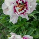 Фотография "Paeonia Itoh Cora Louise (Кора Луиза) , 1700"