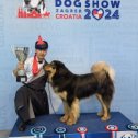 Фотография "Банхар стал чемпионом на международной выставке собак в хорватском Загребе, где участвовали команды из 98 стран с 376 породами четвероногих. Монголия впервые представила монгольского волкодава-банхара, ставшего открытием выставки.✊"