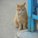 Фотография "Балаклавский кот!"