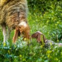 Фотография "На зелёных кормах на зелёных холмах"