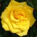 Фотография "Роза Ч-г Керио 40грн, имеет слабо выраженный аромат, жгучий ярко-жёлтый цвет лепестков, напоминает солнце, высота 80-100см, ширина 70см,диаметр цветка до 13см,цветение обильное и длительное, устойчивость к заболеваниям очень высокая, лист глянцевый. "