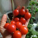 Фотография "собрала урожай томатиков"