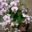 Фотография "Моя красавица орхидея во всей красе встречает Новый год! "