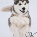 Фотография "We are looking for the most responsible and loving owners for a chic girl with an excellent pedigree! Delivery is possible anywhere in the world! #alaskanmalamute #malamute #puppiesforsale"