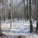 Фотография "Брянский лес 30 марта 2017г."