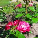 Фотография "Первая волна цветения роз в разгаре. "