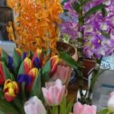 Фотография "Весеннее настроение от самых дорогих людей.Спасибо коллегам за прекрасные орхидеи, детям за яркий букет тюльпанчиков, племяшкам-за нежность тюльпанов."
