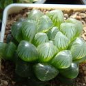 Фотография "Haworthia cooperi"