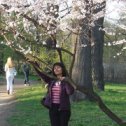 Фотография "Цветение сакуры в японском саду этой весной"