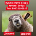 Фотография от Куплю продукты Охоты струя жир и тд