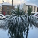 Фотография "Очень редкая снежная английская зима 2021 со снегом. Моя пальма перед домом в шоке ))) "