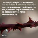 Фотография от Ирина Гордеева