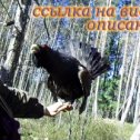 Фотография "Смотрите здесь: https://youtu.be/dOonm8nOQvU"