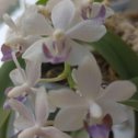 Фотография "Орхидея  ,,Сапфир,, "