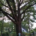 Фотография "Только не подумайте, что я такая маленькая...просто это дерево  такое большое!"