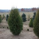 Фотография "Туя Западная (Thuja occidentalis) от 20 до 50 см
https://lesodar.com/shop/show_product/id/40/"