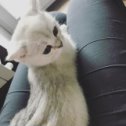 Фотография "💕Девочки такие девочки 💕
—————
♦️В питомнике есть свободные котятки:
🔹SCS ns11 - 2 месяца
❤️Boy silver chinchilla 💓The cattery has kittens available
😍More ­photos on the site 💜https://lukeel.com/ 💖Ставьте ❤️ и отмечайте друзей 💝Like and tags your friends 💜Scottish fold kittens with Pedigree. Silver. Mink. Point 🔸 销售的苏格兰的小猫 ☎️ Viber/WhatsApp +79052288200🔸 
#LukeL #scottishshorthair #scottishfold #whitecat #chinchillacat #chinchillasilver #ns11 #sweetcat #котятанапродажу #питомниккошек #хочукотенка #котятавдобрыеруки #шотландскийкотенок #серебристаяшиншилла #британскаяшиншилла #шотландскийвислоухий #kitten #kittens  #catforsale #새끼고양이입양 #새끼고양이 #페르시안 #猫 #gattino #mink #minkcat #minkcattery #scottishmink #мимими"