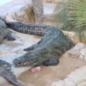 Фотография "Тунис 2019 ферма крокодилоа"