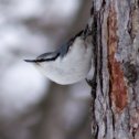 Фотография "Поползень. Вот такие красивые птицы в Охинском парке!"