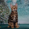 Фотография от Питомник Merry Paws бенгальские кошки