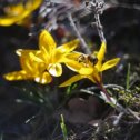 Фотография "💕Аю-Даг цветёт и благоухает!
⠀
☝️Берегите природу - она прекрасна! 🙂
⠀
👍Автор фото Гера Решетникова (vk.com/id35513637)"