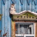 Фотография "Высоко сижу... далеко  смотрю.. да и на солнышке греюсь...морозно.."