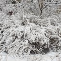 Фотография "1 декабря - первый день зимы. И он по-настоящему зимний у нас - снег и лёгкий морозец ❄️
⠀
Ещё бы солнца для полноты картины - но его, увы, нет ☁️☁️☁️
⠀
Вместо него выложу фото своей супруги @tatyana.dubrovskikh 😍
⠀
Приятного всем декабря! ⛄️"