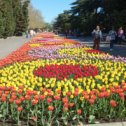 Фотография "Парад тюльпанов на Приморском бульваре 06.04.24"