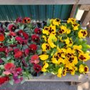 Фотография от Рассада цветов и овощей для вашего сада