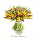 Фотография "https://www.instagram.com/p/Bf-eZyuhQPT/?igref=okru
Желто-фиолетовый микс букета тюльпанов с доставкой по Москве и области доступно на сайте organicflowers.ru тел для заказов +79670397464 #интернетмагазин #доставкацветов #доставка #тюльпаны #москва #organicflowers #цветы #цветынадом #8марта"