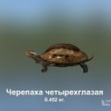 Фотография "https://ok.ru/game/trophyfishing2?3877 Черепаха четырехглазая, Черепахи, 0.452kg, Янцзы, База Янцзы, TF-10i, Кузнечик.  #Черепаха четырехглазая #Черепахи #Янцзы #База Янцзы #Кузнечик #trophy #fishing #fish #трофейная #рыбалка #рыба"