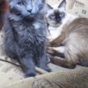 Фотография "Мои красавицы!
Сиамская кошка Матильда- 15 лет .
Котёнок Мейн-кун - 3 месяца "