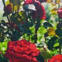 Фотография "«То, что радует глаз, - радует и душу…»
😍🌹🕊🙏
#лето #розы #православие"